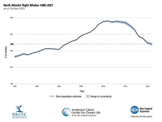 North Atlantic right whales’ downward trend continues as new population numbers released