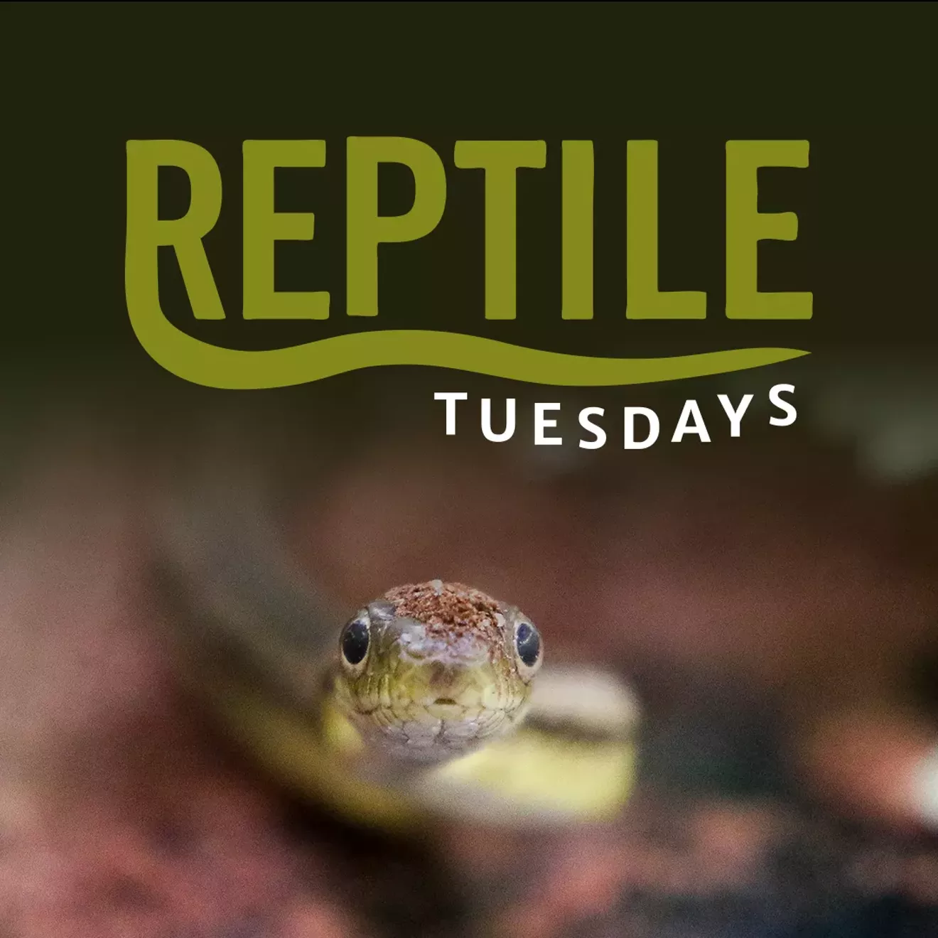reptile-tuesdays__1_.webp