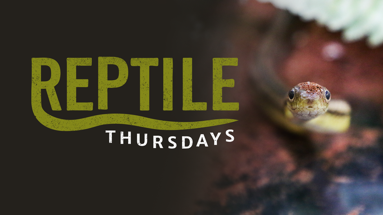 reptile-thursday.png