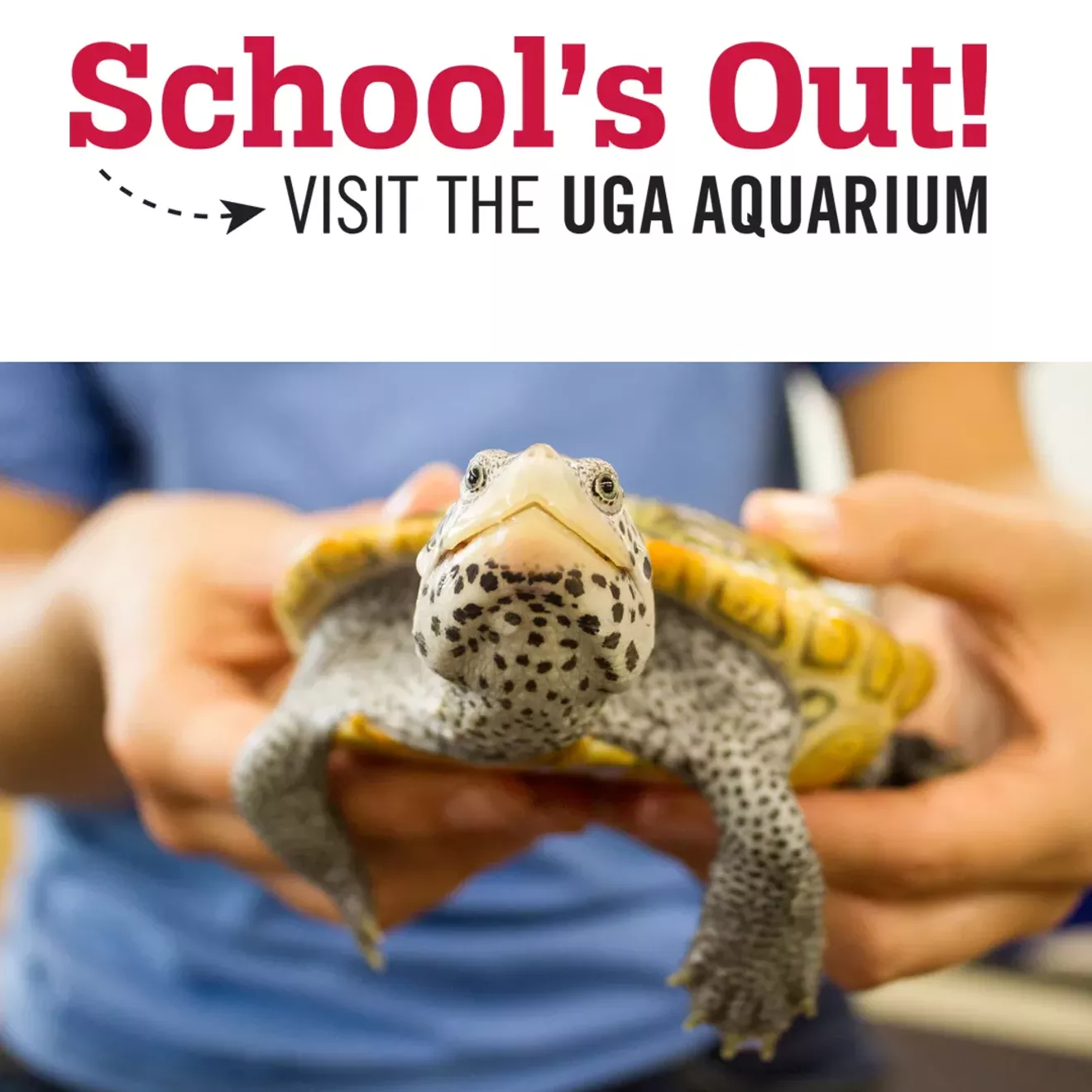 schoolsout-reptiles2.webp