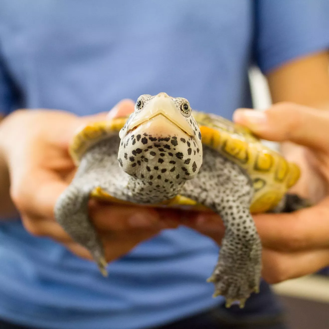 schoolsout-reptiles02.webp