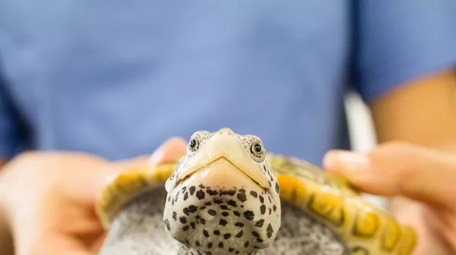 Image: School's Out Series: Coastal Reptiles