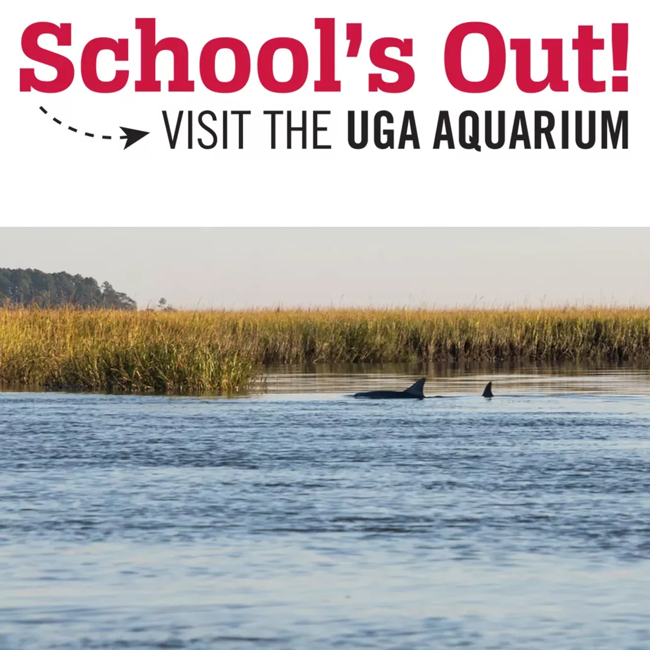 schoolsout-dolphins.webp