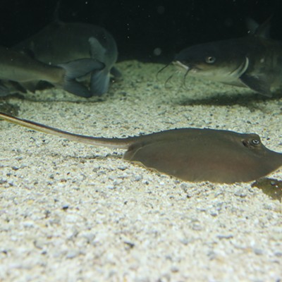 An Atlantic stingray at the UGA Aquarium.
