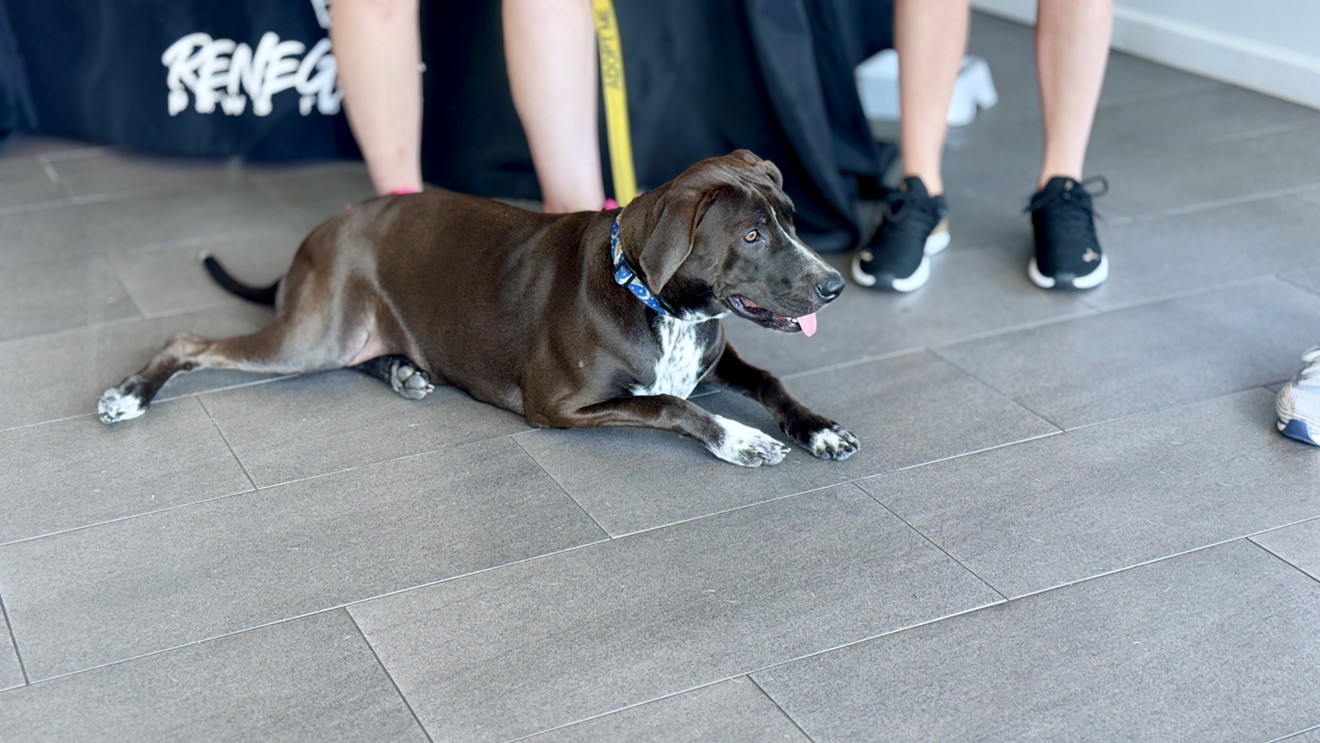 Tesla Hosts Renegade Paws Dog Adoption Event