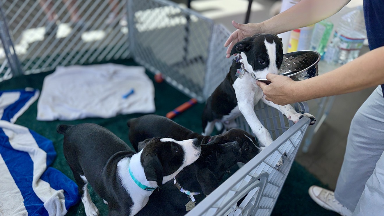 Tesla Hosts Renegade Paws Dog Adoption Event