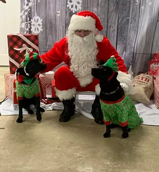 Image: The Hipster Hound's Annual Pet Photos with Santa