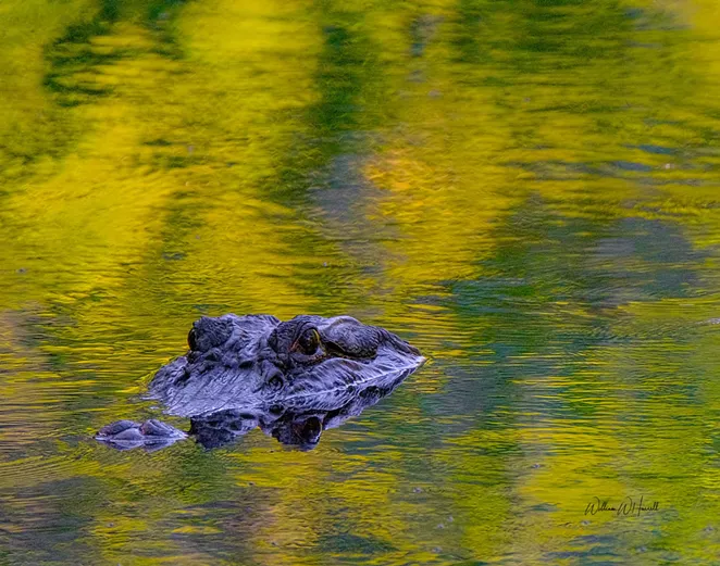 Ogeechee Riverkeeper launches inaugural photo contest to raise awareness of regional watershed