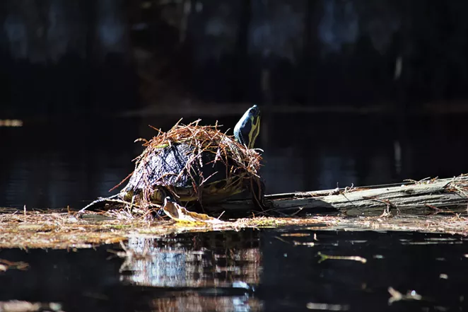 Ogeechee Riverkeeper launches inaugural photo contest to raise awareness of regional watershed