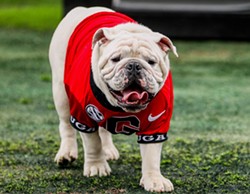 Uga X, 'most decorated of all the Bulldog mascots,' dies at home in Savannah (2)
