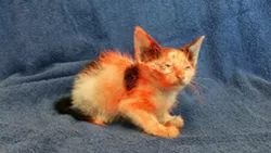 Kitten spray paint abuser sought