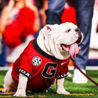 Uga X, 'most decorated of all the Bulldog mascots,' dies at home in Savannah