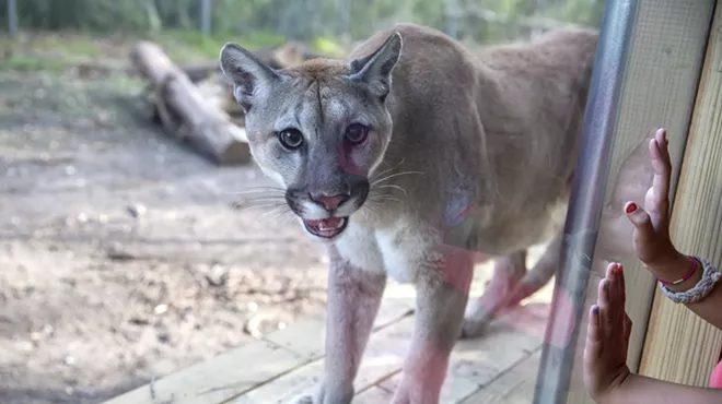 Image: Who's the cougar now?