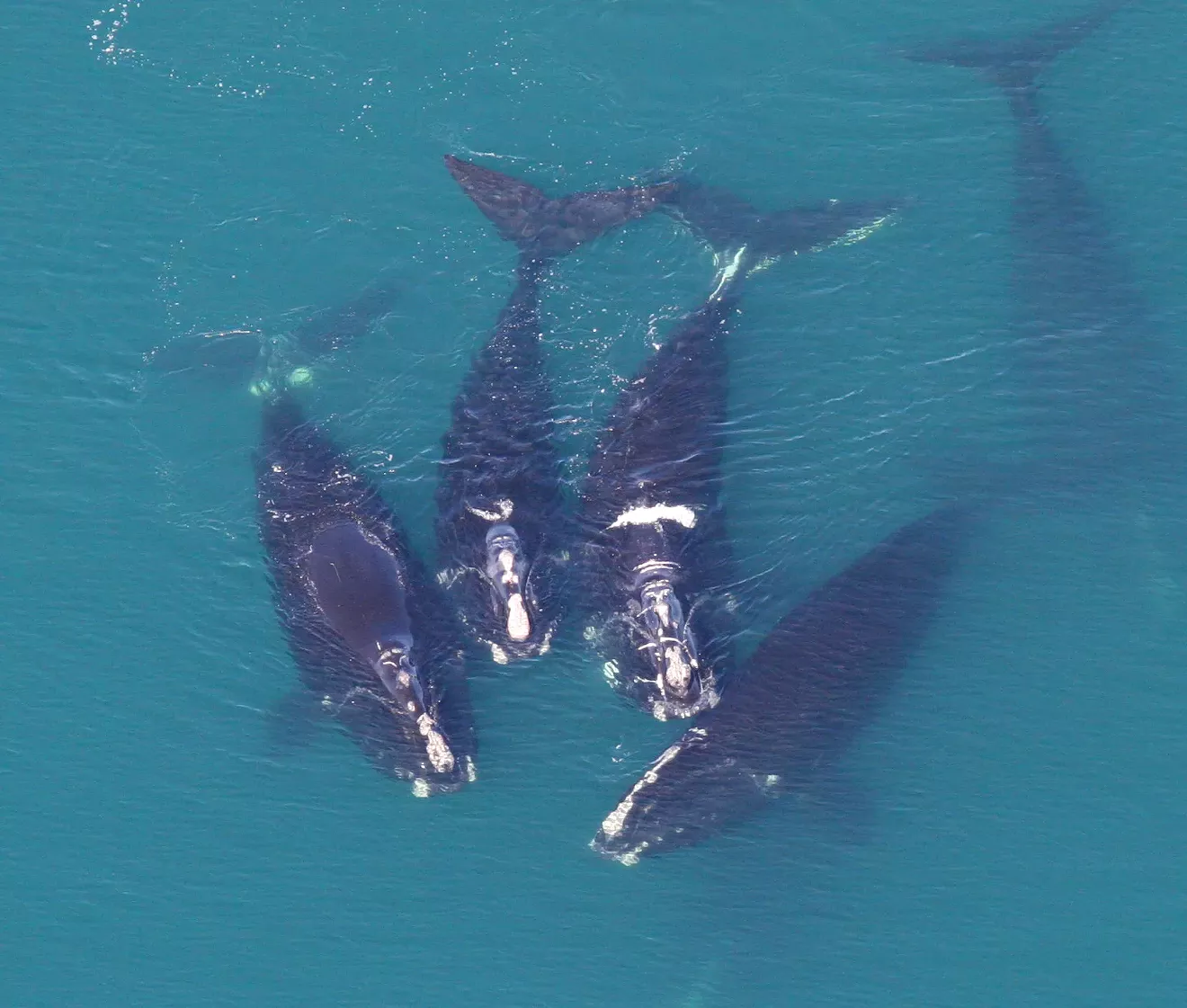 A group of North Atlantic right whales seen off the Georgia coast.