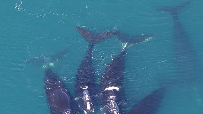 Image: World Whale Day