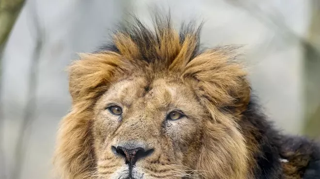 Image: Would you eat a Simba sandwich?